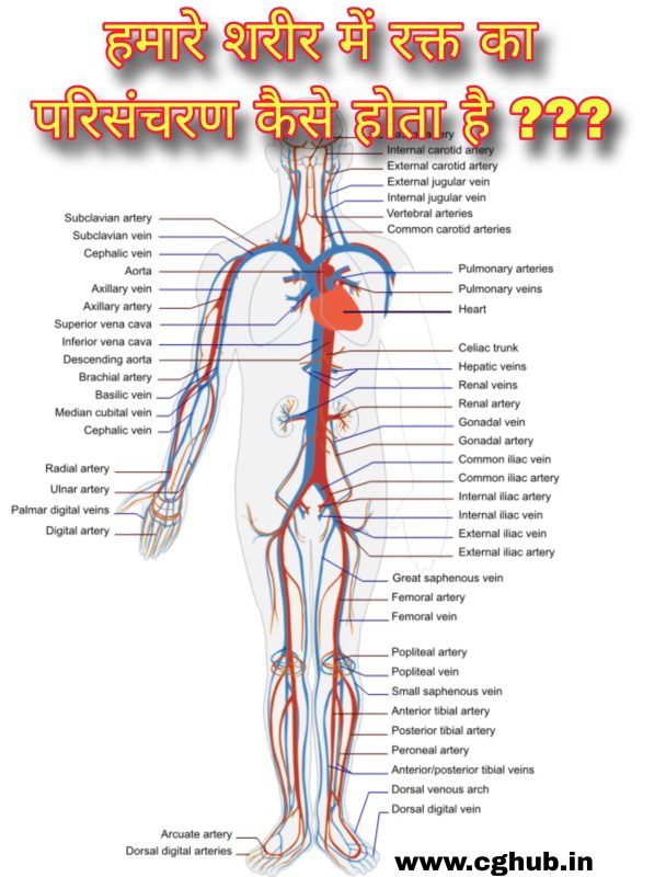 शरीर क्रिया विज्ञान में शामिल मुख्य प्रक्रियाएँ और प्रणालियाँ: एक अवलोकन