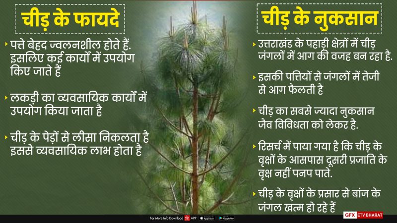 चीड़ के पेड़ के फायदे: औषधीय और व्यावहारिक उपयोग (Cheed Ke Ped Ke Fayde: Aushdhiy Aur Vyavaharik Upyog)