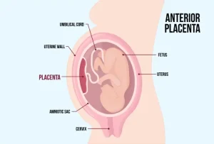 placenta meaning in hindi 3