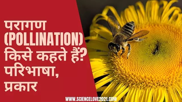 pollen meaning in hindi - Hình 3
