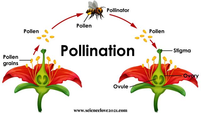 परागण (Pollination) क्या है? हिंदी में अर्थ और परिभाषा