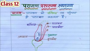 pollination meaning in hindi 2