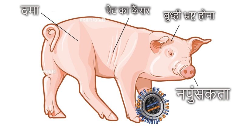 सूअर का मांस का हिंदी में अर्थ और महत्व (Pork ka hindi mein arth aur mahatva)