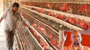 poultry meaning in hindi 4