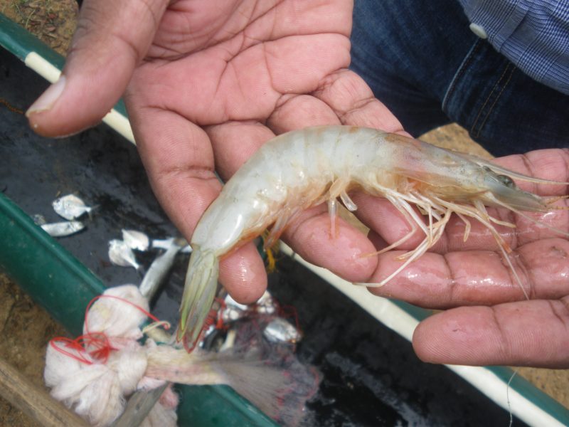 prawns meaning in hindi - Hình 2