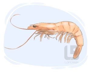 prawns meaning in hindi