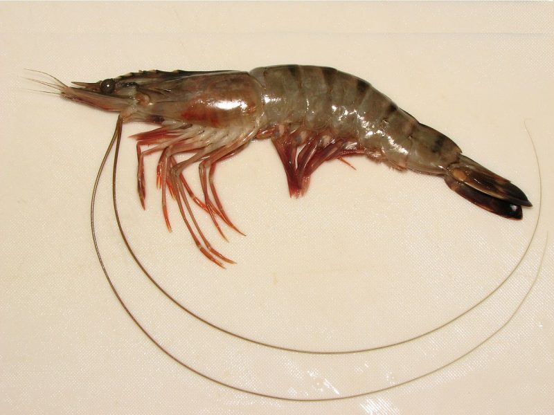 prawns meaning in hindi - Hình 3