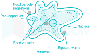pseudopodia meaning in hindi 5
