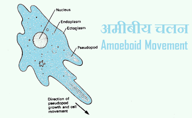 स्यूडोपोडिया और अन्य कोशिका संरचनाओं के बीच अंतर
