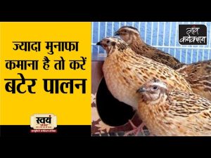 quail meaning in hindi 1