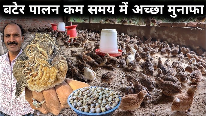 बटेर: जीवविज्ञान, प्रजातियां और आवास
