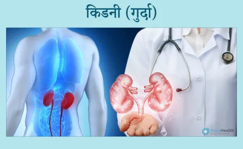 renal meaning in hindi 1