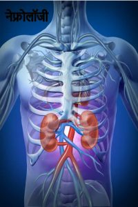 renal meaning in hindi 2