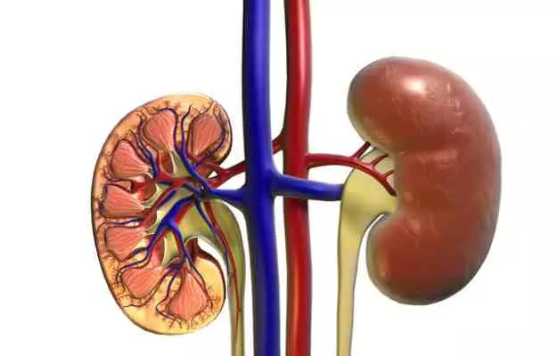 renal meaning in hindi 3