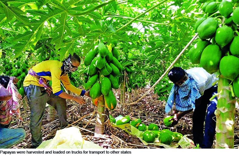 फलों को पकाने के प्राकृतिक तरीके (Natural Ways to Ripen Fruits)