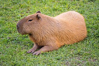 rodents meaning in hindi - Hình 2
