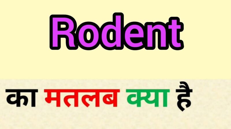 rodents meaning in hindi - Hình 3