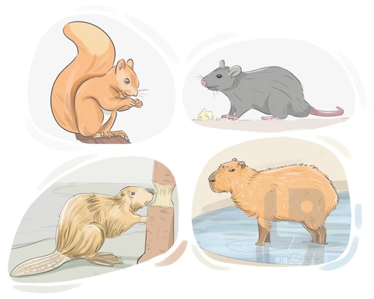 rodents meaning in hindi - Hình 4