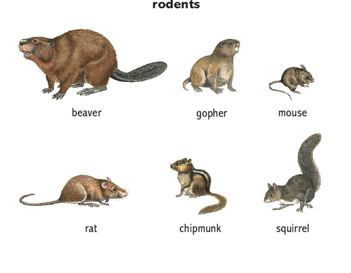 rodents meaning in hindi - Hình 5