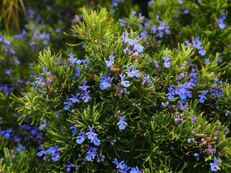 Rosemary Meaning In Hindi: रोज़मेरी का अर्थ, गुलमेंहदी, फायदे और उपयोग 8 रोज़मेरी का हिंदी में अर्थ: सरल परिभाषा और उच्चारण (Rosemary ka hindi mein arth: Saral paribhasha aur uccharan)
