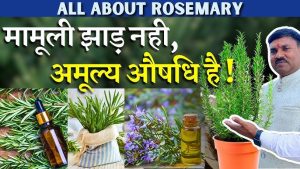 rosemary meaning in hindi 4