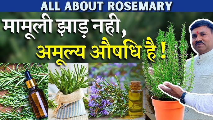 Rosemary Meaning In Hindi: रोज़मेरी का अर्थ, गुलमेंहदी, फायदे और उपयोग 11 रोज़मेरी के पर्याय और संबंधित शब्द (Rosemary ke paryay aur sambandhit shabd)