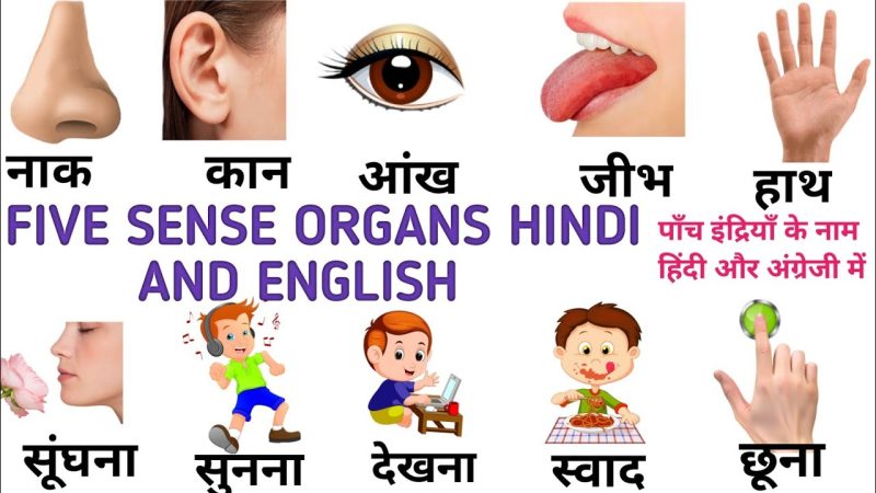 विभिन्न प्रकार के गलीचे और उनके हिंदी नाम (Vibhinn prakaar ke galeeche aur unake hindee naam)