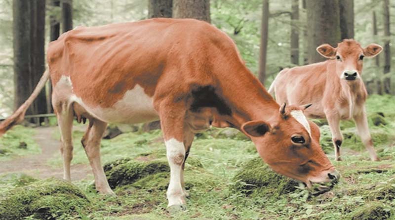 जुगाली करने वाले पशुओं की प्रमुख विशेषताएँ