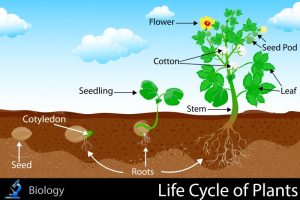 sapling meaning in hindi 2