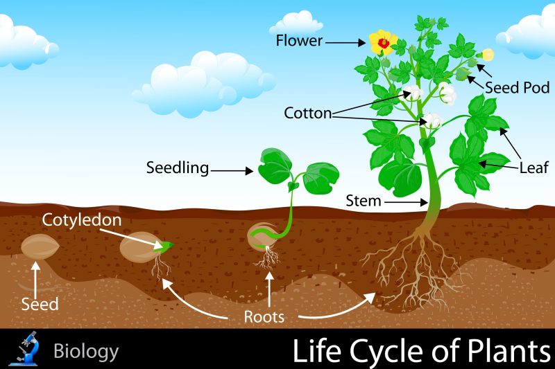 पौधे के जीवन चक्र में Sapling का महत्व