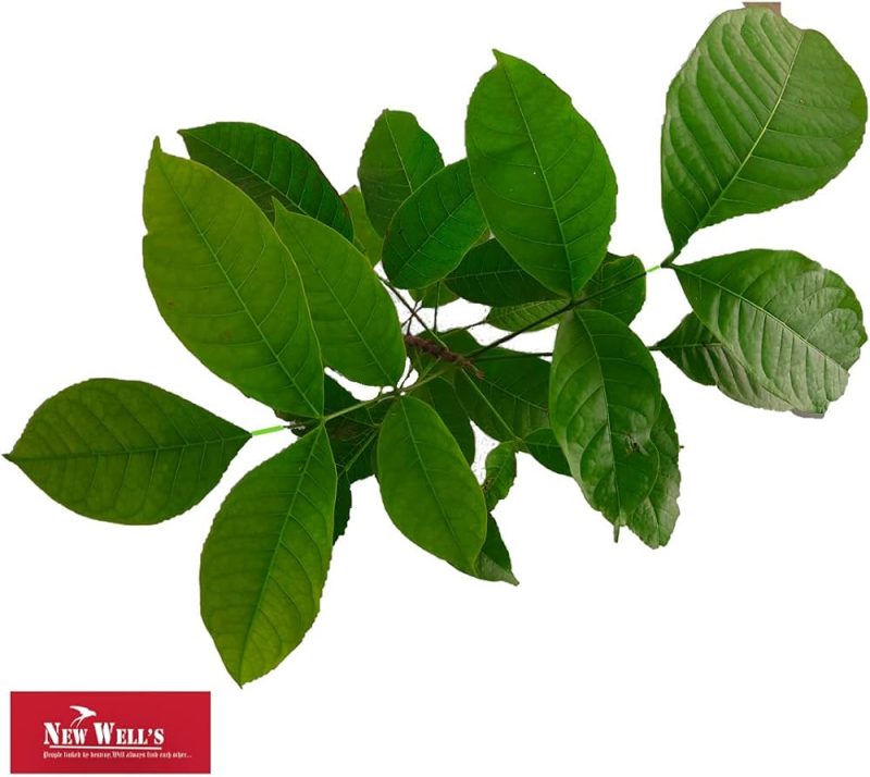Sapling के विभिन्न प्रकार: एक विस्तृत अवलोकन