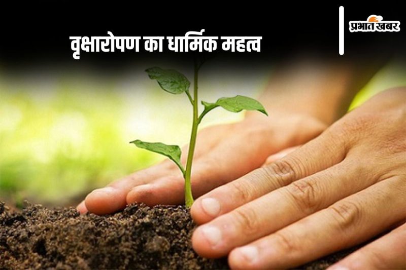 Sapling कई प्रकार के होते हैं, जैसे कि फलदार Sapling, सजावटी Sapling और इमारती लकड़ी के Sapling। यह अनुभाग आपको विभिन्न प्रकार के Sapling के बारे में जानकारी देगा और उनके उपयोगों को समझने में मदद करेगा।