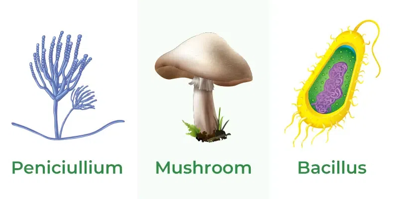 saprophytes meaning in hindi - Hình 2