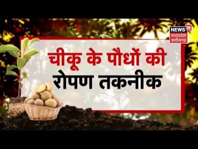 Chiku Name Meaning In Hindi, सांस्कृतिक महत्व और गहरा संबंध