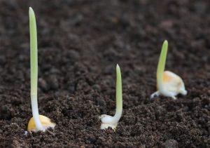 seed meaning in hindi 2