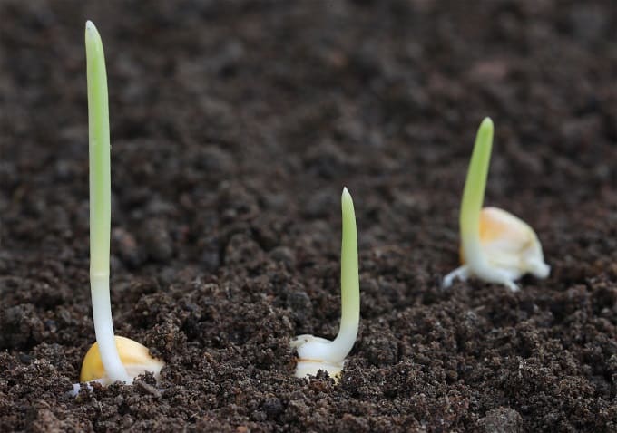 seed meaning in hindi 2
