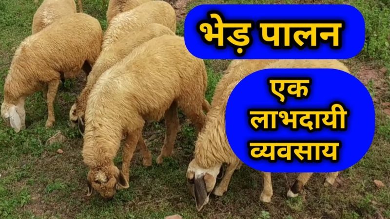 भेड़ पालन: हिंदी भाषी क्षेत्रों में एक महत्वपूर्ण व्यवसाय (Bhed paalan: hindi bhashi kshetron mein ek mahatvapurn vyavsay)