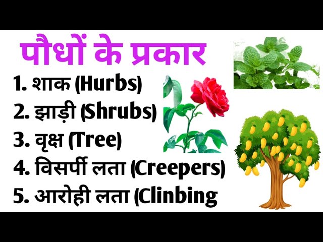 विभिन्न प्रकार की झाड़ियाँ और उनके हिंदी नाम