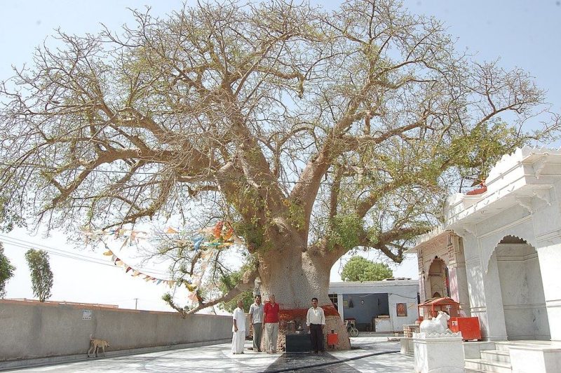 धार्मिक और सांस्कृतिक संदर्भ में झाड़ियों का अर्थ