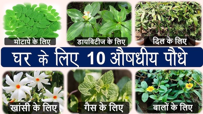 औषधीय और पाक कला में झाड़ियों का उपयोग