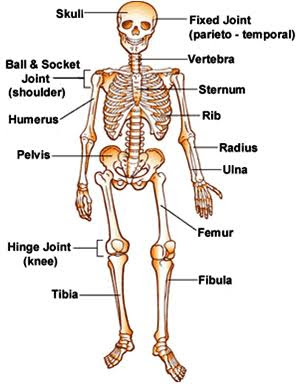 skeleton meaning in hindi - Hình 2
