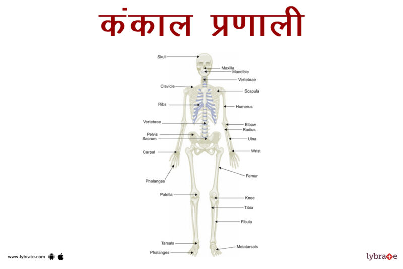 skeleton meaning in hindi - Hình 3
