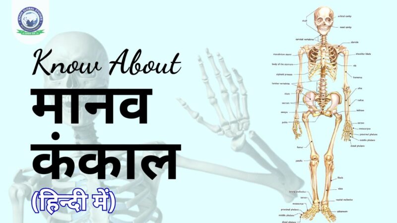 skeleton meaning in hindi - Hình 4