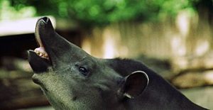snout meaning in hindi 1