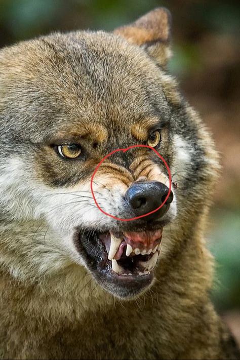 snout meaning in hindi 3