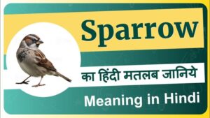 sparrow meaning in hindi