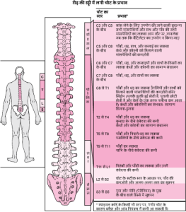 spinal cord meaning in hindi 3