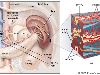शरीर में प्लीहा के कार्य (Functions of Spleen in Body)  विस्तृत विवरण