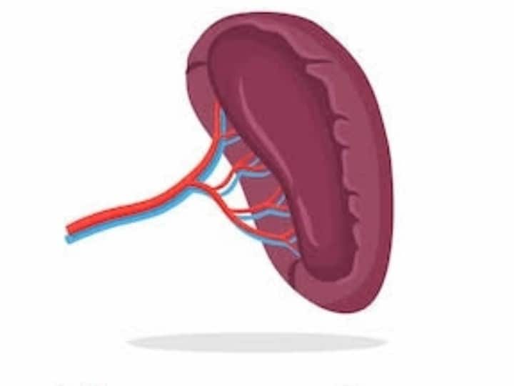 प्लीहा के स्वास्थ्य को कैसे बनाए रखें (How to Maintain Spleen Health)  आहार, व्यायाम और जीवनशैली