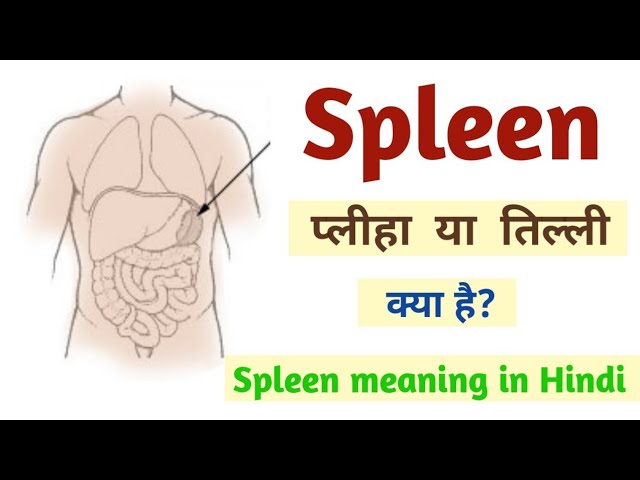 Splenomegaly Meaning In Hindi: प्लीहा का बढ़ना, कारण, लक्षण और उपचार 8 स्प्लेनोमेगाली का हिंदी में अर्थ: एक व्यापक विवरण